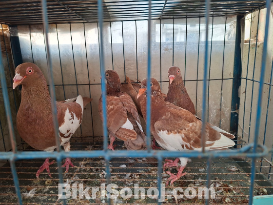 একজোড়া রানিং কবুতর, বাচ্চা কবুতর এবং দুইতলা খাঁচা বিক্রি করব